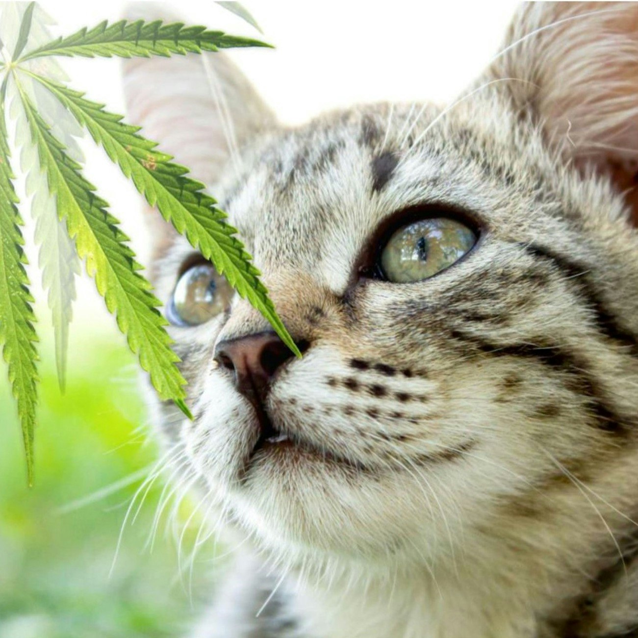 CBD and Your Pets: Everything You Need to Know